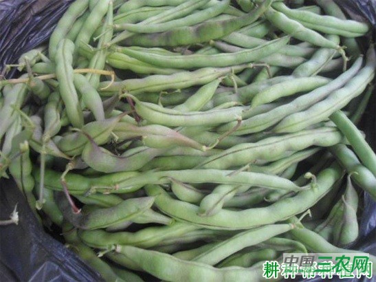 四季豆中毒怎么办? 四季豆中毒怎么办?