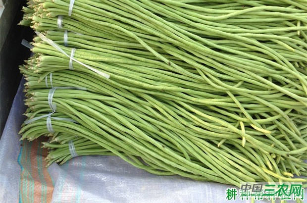 大棚秋延后豆角如何种植? 大棚秋延后豆角如何种植?