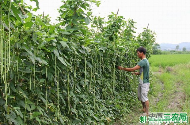 豆角如何采摘？