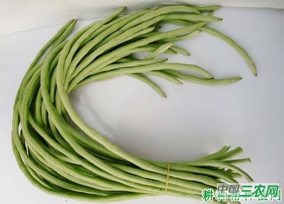 豆角如何采摘？