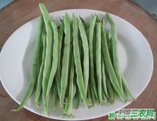 四季豆有哪些营养成分? 四季豆有哪些营养成分?