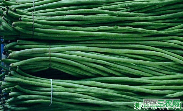 春季露地豆角如何种植? 春季露地豆角如何种植?