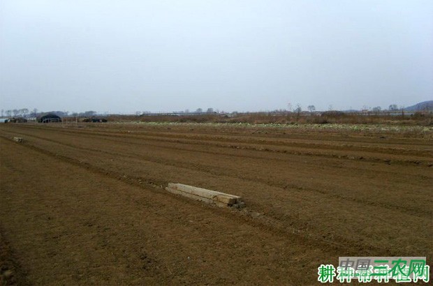 春季露地豆角如何种植? 春季露地豆角如何种植?