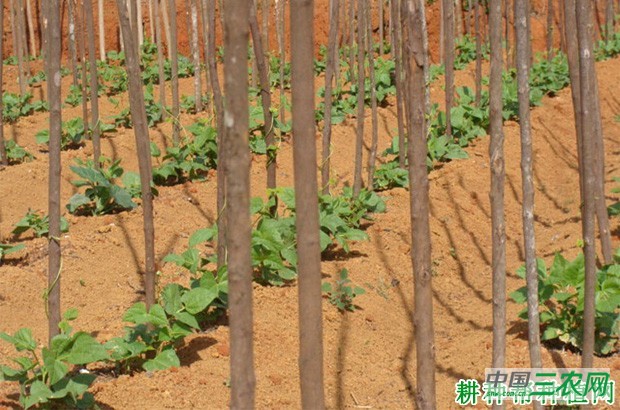 种植四季豆（菜豆）如何追肥？