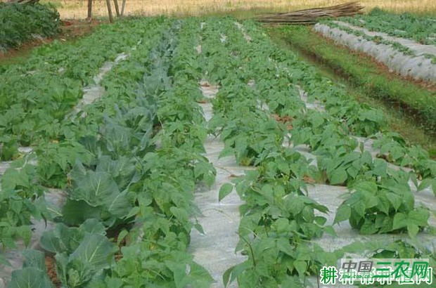 种植四季豆（菜豆）如何追肥？