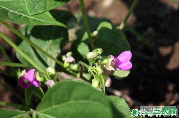种植四季豆（菜豆）如何追肥？