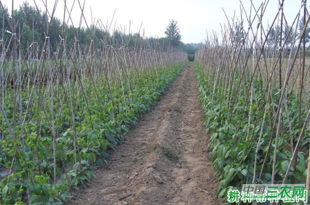 种植四季豆（菜豆）如何追肥？