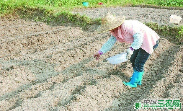 四季豆（菜豆）每亩种多少株？