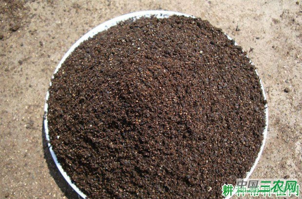 四季豆（菜豆）如何育苗？