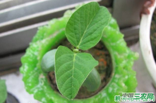 四季豆（菜豆）如何育苗？