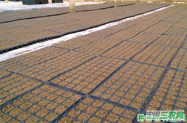 四季豆（菜豆）如何育苗？