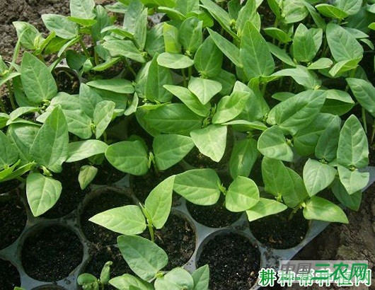 四季豆（菜豆）如何育苗？