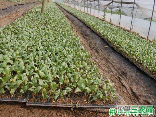 四季豆（菜豆）如何育苗？