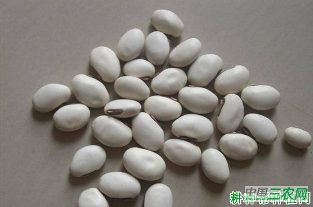 四季豆（菜豆）种子如何处理？