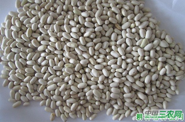 四季豆（菜豆）种子如何处理？