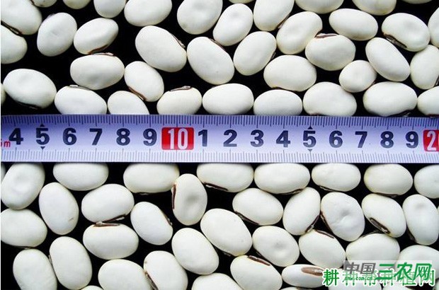 四季豆（菜豆）种子如何处理？