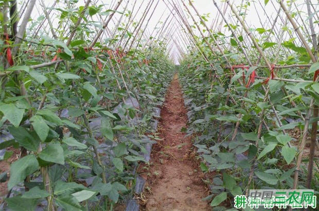 四季豆（菜豆）什么时候种？