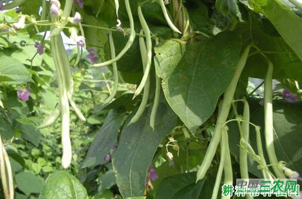 四季豆（菜豆）什么时候种？