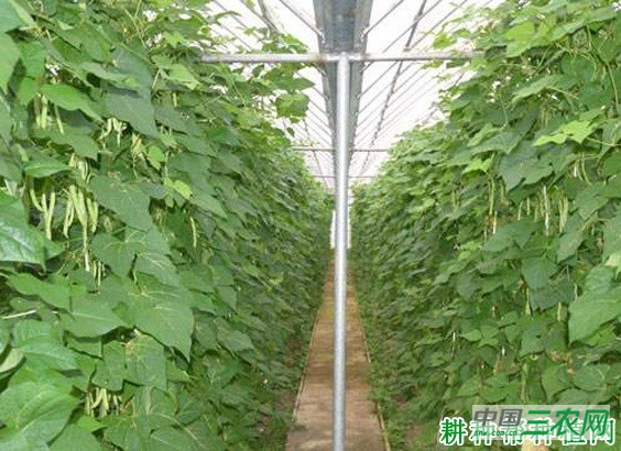 四季豆（菜豆）什么时候种？