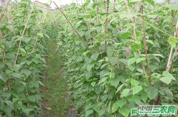 种植四季豆(菜豆)需要什么样的环境? 种植四季豆(菜豆)需要什么样的环境?