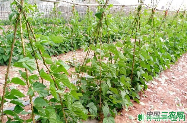 种植四季豆(菜豆)需要什么样的环境? 种植四季豆(菜豆)需要什么样的环境?