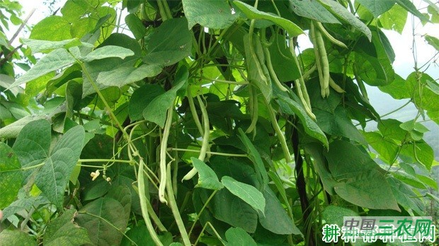 种植四季豆(菜豆)需要什么样的环境? 种植四季豆(菜豆)需要什么样的环境?