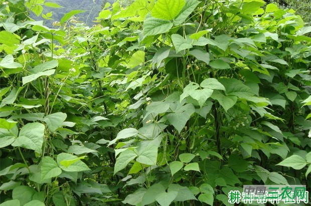 种植四季豆(菜豆)需要什么样的环境? 种植四季豆(菜豆)需要什么样的环境?