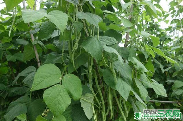 四季豆（菜豆）的叶片有什么特点？
