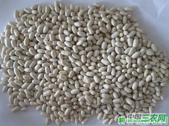 四季豆(菜豆)生长过程是怎么样? 四季豆(菜豆)生长过程是怎么样?