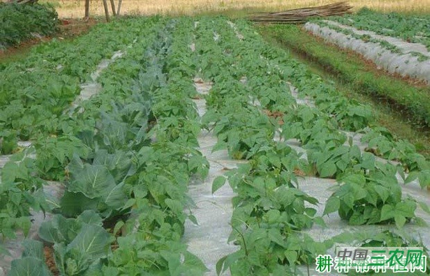 四季豆（菜豆）的茎有什么特点？