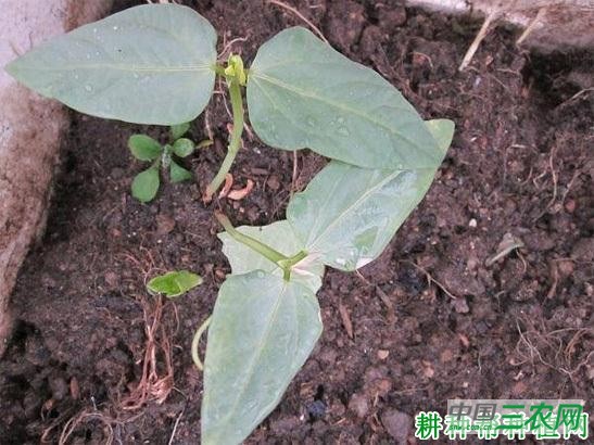 四季豆(菜豆)生长过程是怎么样? 四季豆(菜豆)生长过程是怎么样?