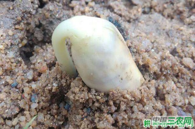 四季豆(菜豆)生长过程是怎么样? 四季豆(菜豆)生长过程是怎么样?