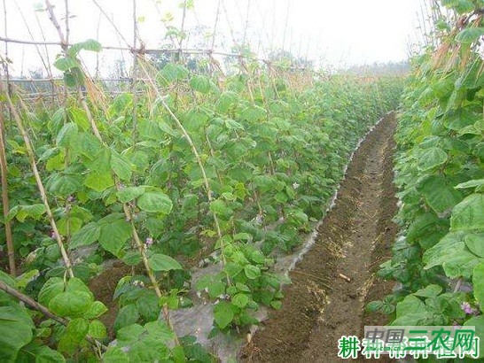 四季豆(菜豆)的根系有什么特点? 四季豆(菜豆)的根系有什么特点?