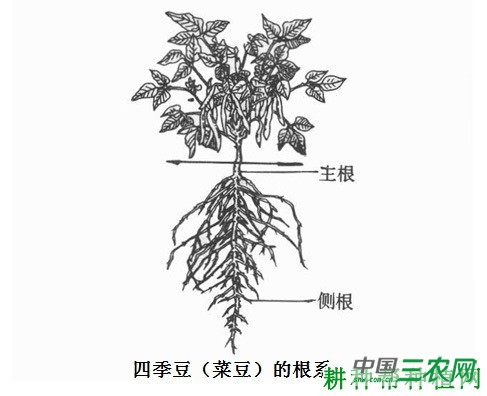 四季豆(菜豆)的根系有什么特点? 四季豆(菜豆)的根系有什么特点?