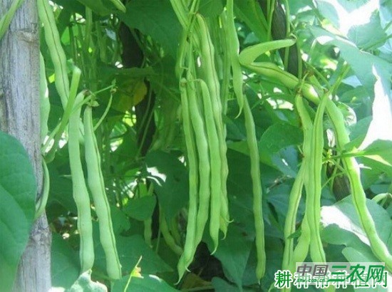 四季豆(菜豆)的产地是哪里? 四季豆(菜豆)的产地是哪里?