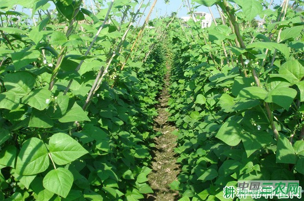 四季豆(菜豆)的产地是哪里? 四季豆(菜豆)的产地是哪里?