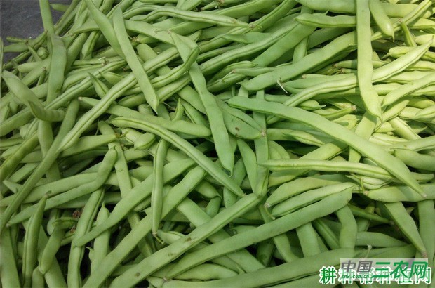 四季豆(菜豆)有哪些功效与作用? 四季豆(菜豆)有哪些功效与作用?