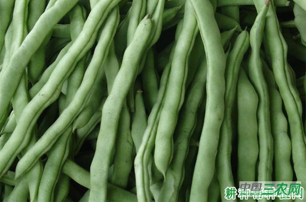 四季豆(菜豆)有哪些功效与作用? 四季豆(菜豆)有哪些功效与作用?