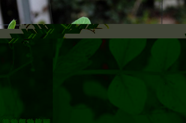 四季豆(菜豆)的豆荚和种子有什么特点? 四季豆(菜豆)的豆荚和种子有什么特点?