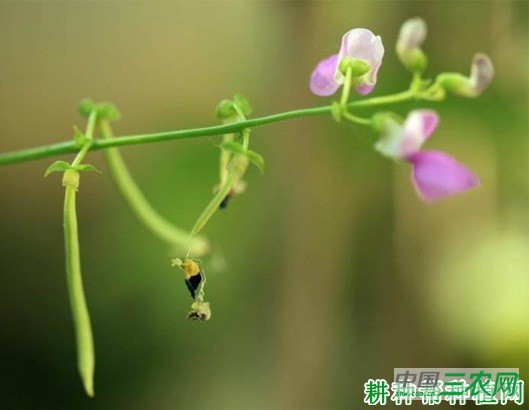 四季豆（菜豆）的花有什么特点？