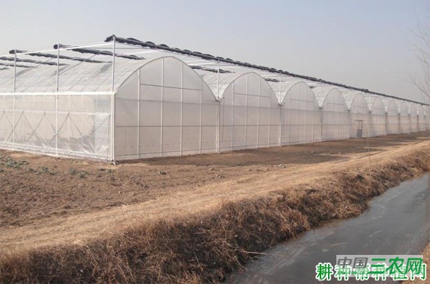 春早茬大棚四季豆（菜豆）如何种植？