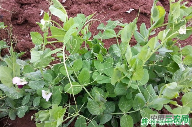 豌豆（荷兰豆）的茎蔓有什么特点？