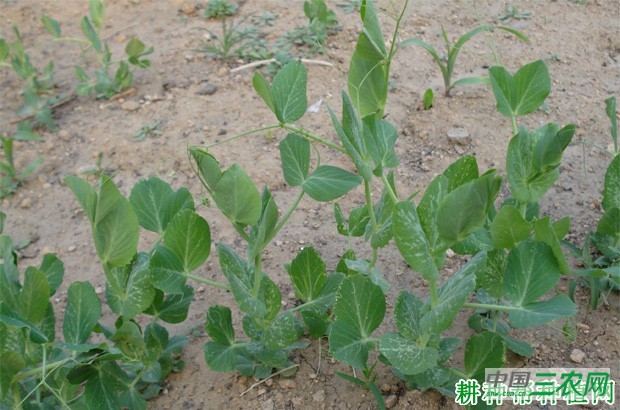 豌豆（荷兰豆）的根系有什么特点？