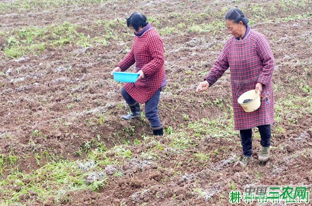 夏秋露地四季豆(菜豆)如何种植? 夏秋露地四季豆(菜豆)如何种植?