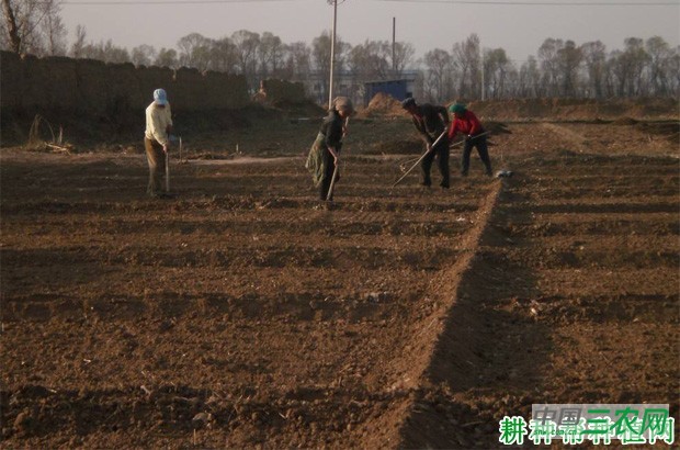 夏秋露地四季豆(菜豆)如何种植? 夏秋露地四季豆(菜豆)如何种植?