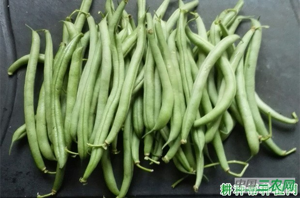 夏秋露地四季豆(菜豆)如何种植? 夏秋露地四季豆(菜豆)如何种植?