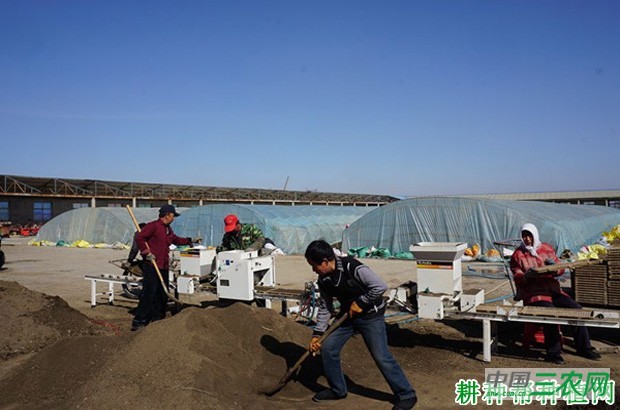 豌豆（荷兰豆）如何育苗？