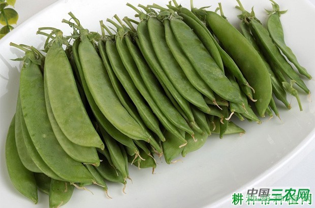 豌豆（荷兰豆）不能和什么东西一起吃？