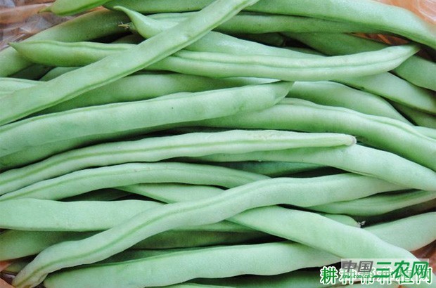 春季露地四季豆(菜豆)如何种植? 春季露地四季豆(菜豆)如何种植?