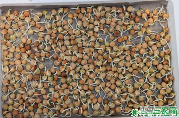 豌豆(荷兰豆)种子播种前如何处理? 豌豆(荷兰豆)种子播种前如何处理?
